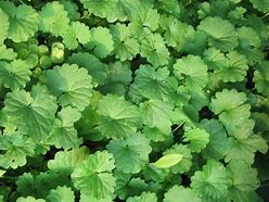 Image result for Creeping Mint Ground Cover