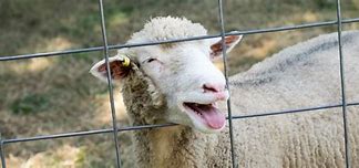 Image result for Sheep FRIM Sing