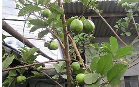 Image result for Jambu Klutuk