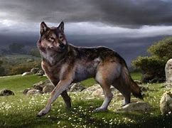 Image result for Aelurodon vs Dire Wolf