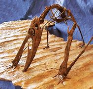 Image result for Pterosaur Beach