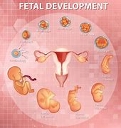 Image result for Embryonic Period of Development