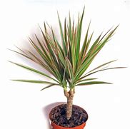 Image result for Dracaena Marginata Variegated