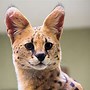 Image result for Serval Cat Lynx