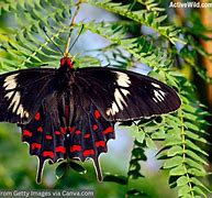 Image result for Amazing Butterflies