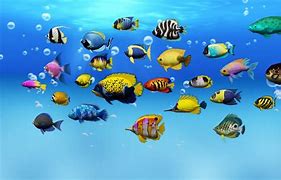 Image result for Sebal Fish