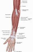 Image result for Big Forearm Muscles