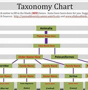 Image result for Taxonomy Classification Chart