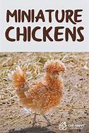 Image result for Miniature Chickens