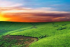 Image result for Grassland Environment