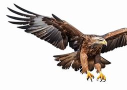 Image result for Hawk Talons around a Volleyball