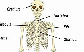 Image result for Skeleton Function