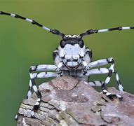 Image result for Big Longhorn Beetle