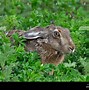 Image result for Black-eared Hare