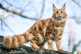 Image result for Maine Coon Cat