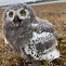 Image result for Snow Owl Sigil