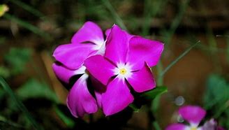 Image result for Vinca Garden