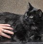 Image result for Black Hooded Cat Animal