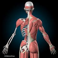 Image result for Muscle Skeleton Model