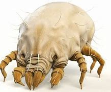 Image result for Human Body Mites