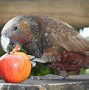 Image result for Monkey Kaka Real Life