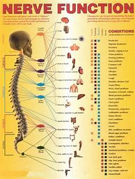 Image result for Spinal Nerve Function Chart