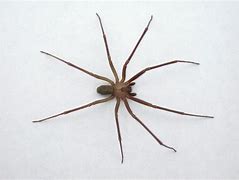 Image result for Brown House Spider California