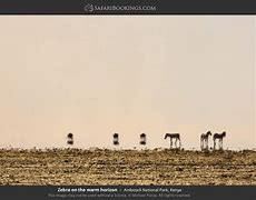 Image result for Night Safari Amboseli