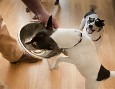 Image result for Hypoallergenic Dog Food