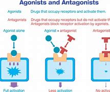 Image result for anandamide receptors