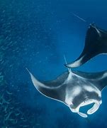 Image result for Manta Ray Co