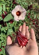 Image result for Roselle Plant