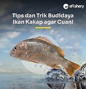 Image result for Ikan Kakap Kalimantan Barat