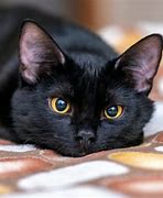 Image result for Proud Black Cat