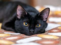 Image result for Black Cat with Shades