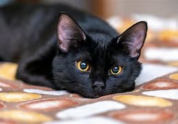 Image result for Black Hooded Cat Animal