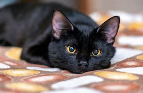 Image result for Moody Black Cat