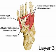 Image result for M Flexor Digiti Minimi Brevis