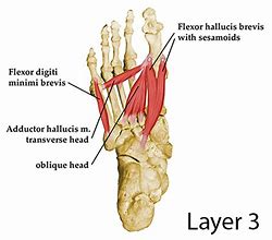 Image result for Plantar Arch of Foot