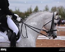 Image result for Horse Shinny Coat