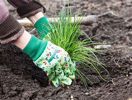 Image result for Chives in Herb Garden