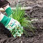 Image result for Chives in Herb Garden