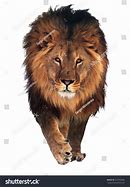 Image result for Lion Hi Res