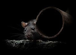 Image result for Rodent Control