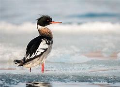 Image result for Crested Merganser