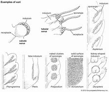 Image result for Fern Sori Diagram