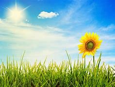 Image result for Bright Sunny Morning