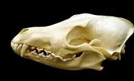 Image result for Coyote Skull Identification