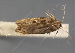 Image result for Brown House Moth Infestation