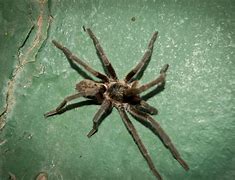 Image result for Venomous Tarantula